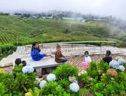 Sejuknya Suasana Hijau Perkebunan Teh “Malino Highlands”   