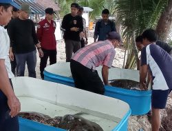 Empat Pelaku Ditangkap, Empat Penyu Dilepas Liarkan ke Habitatnya di Perairan Kawasan Konservasi Nasional TWP Kepulauan Kapoposang