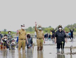Rehabilitasi Mangrove Kaltara Dikucur Rp 95 M