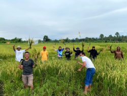 Panen Perdana SRI Organik di Blok Bahodopi, PT Vale Merawat Keberlanjutan untuk Masa Depan