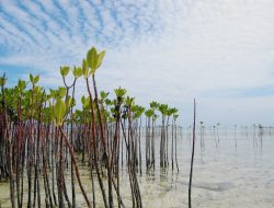 Hari Jadi ke 353 Sulsel, Pelajar Bersama Warga Tanam 250.000 Pohon Mangrove