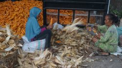 PETANI JAGUNG_3