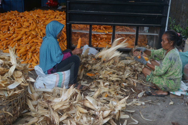Petani melakukan panen jagung di Kelurahan Bontorampa, Kabupaten Gowa, SuLaesi Selatan, Kamis (30/11/2023).