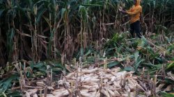 PETANI JAGUNG_6