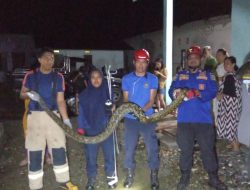 Ular Piton 4 Meter Terkam Ayam Peliharaan Warga di Wotu Lutim, Damkar Evakuasi