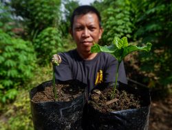 Pupuk Indonesia Bantu Petani Kopi di Toraja Utara Tingkatkan Produktivitas